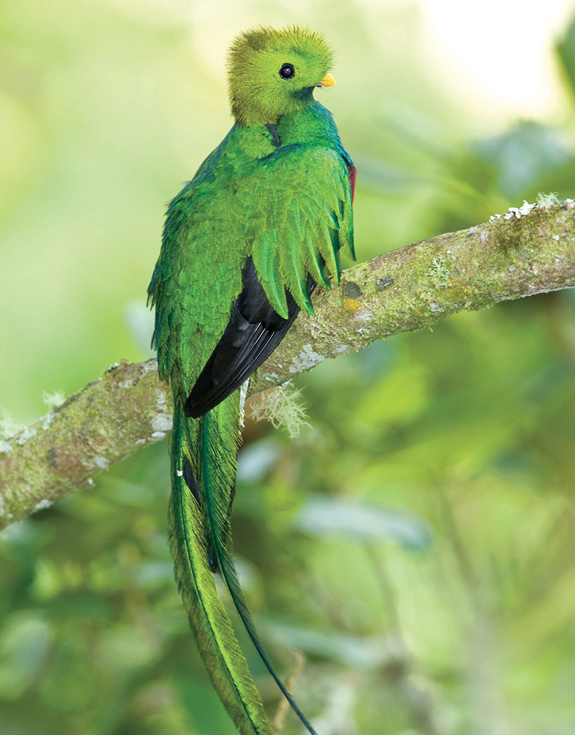 Resplendent Quetzal on Savegre Mountain Squirrel monkey in Manuel Antonio - photo 10