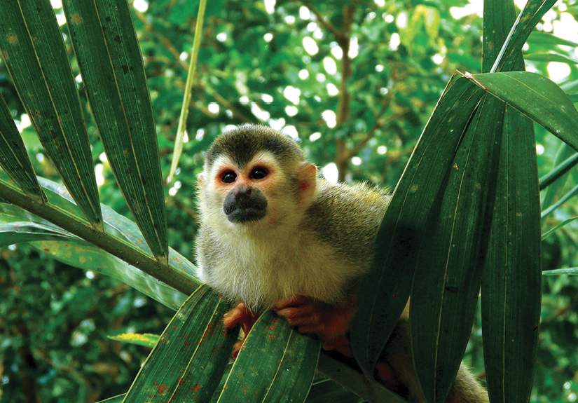 Squirrel monkey in Manuel Antonio National Park Zipping Through the Treetops - photo 11