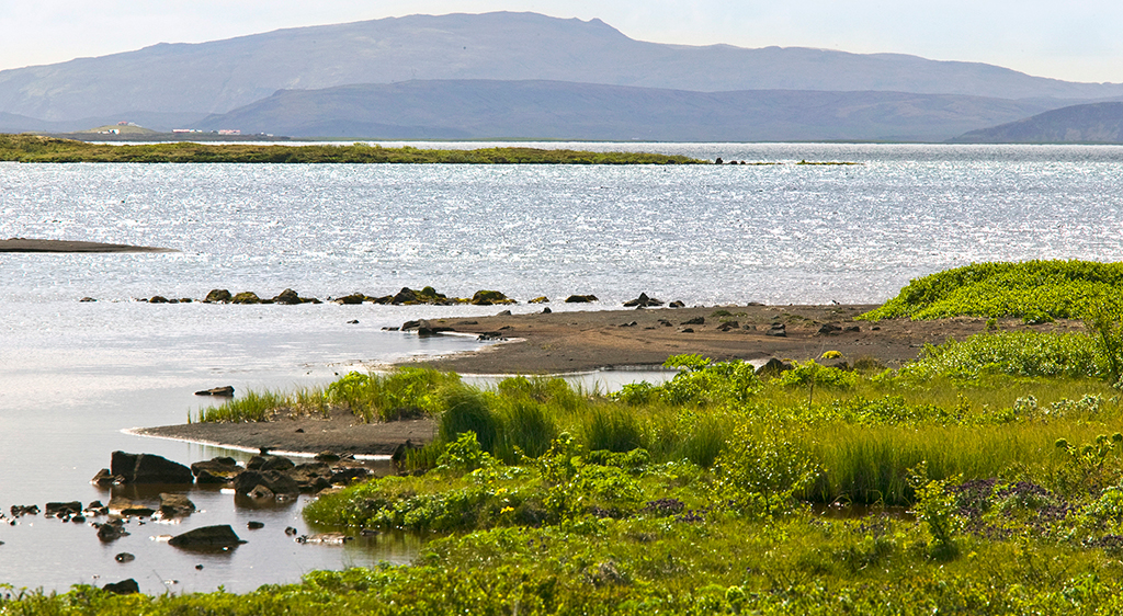 ingvallavatn Flora ingvellir valleys floor is covered in a thick carpet of - photo 16