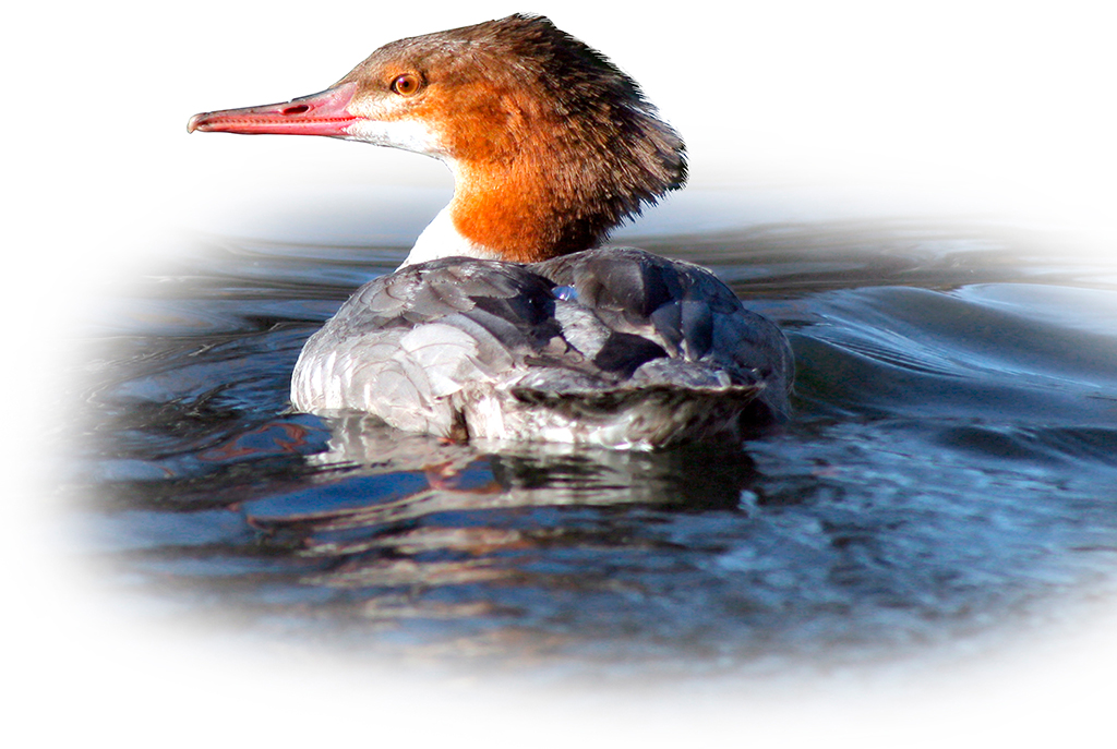 Merganser xarrfoss Legend has it that the falls were created when xar river - photo 18