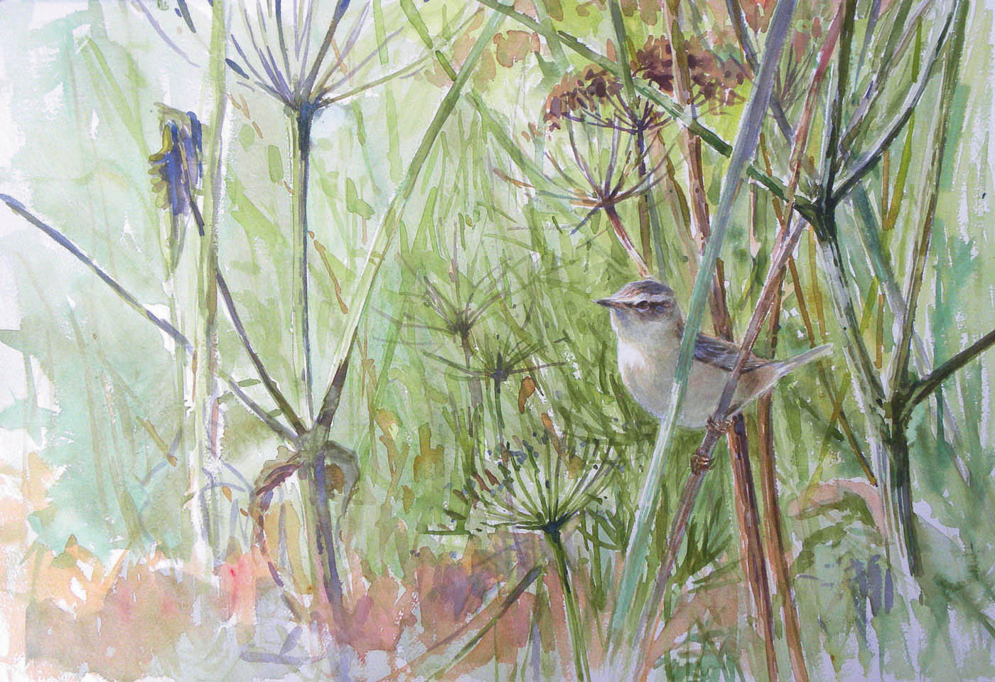 Tim Wootton Sedge Warbler Hunting First published in 2010 by The Crowood - photo 1