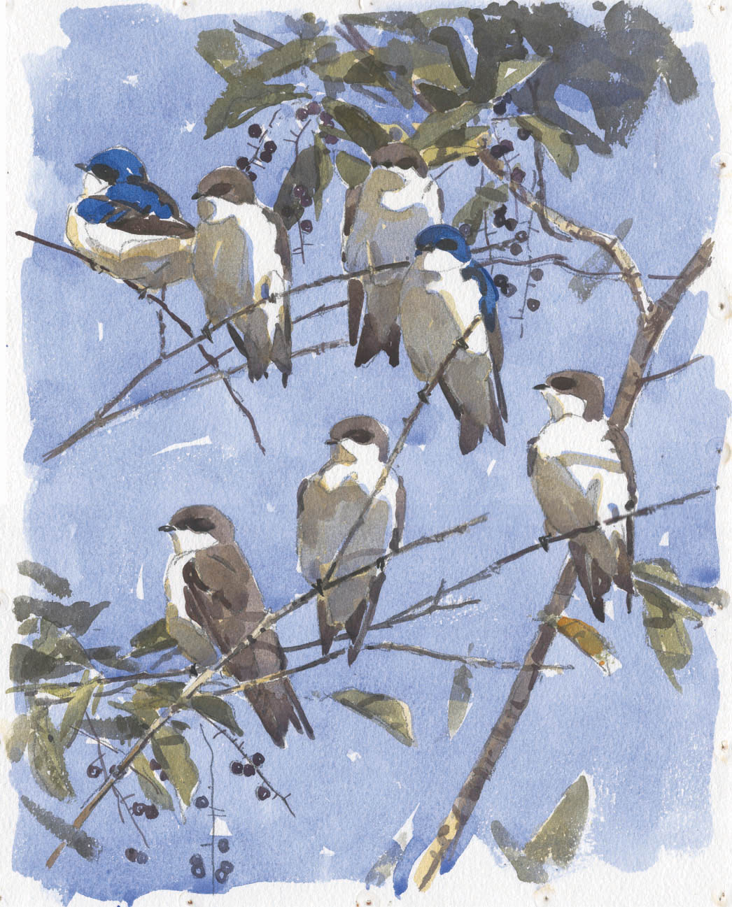 Barry Van Dusen Tree Swallows in a Cherry Tree Familiar birds in the United - photo 8