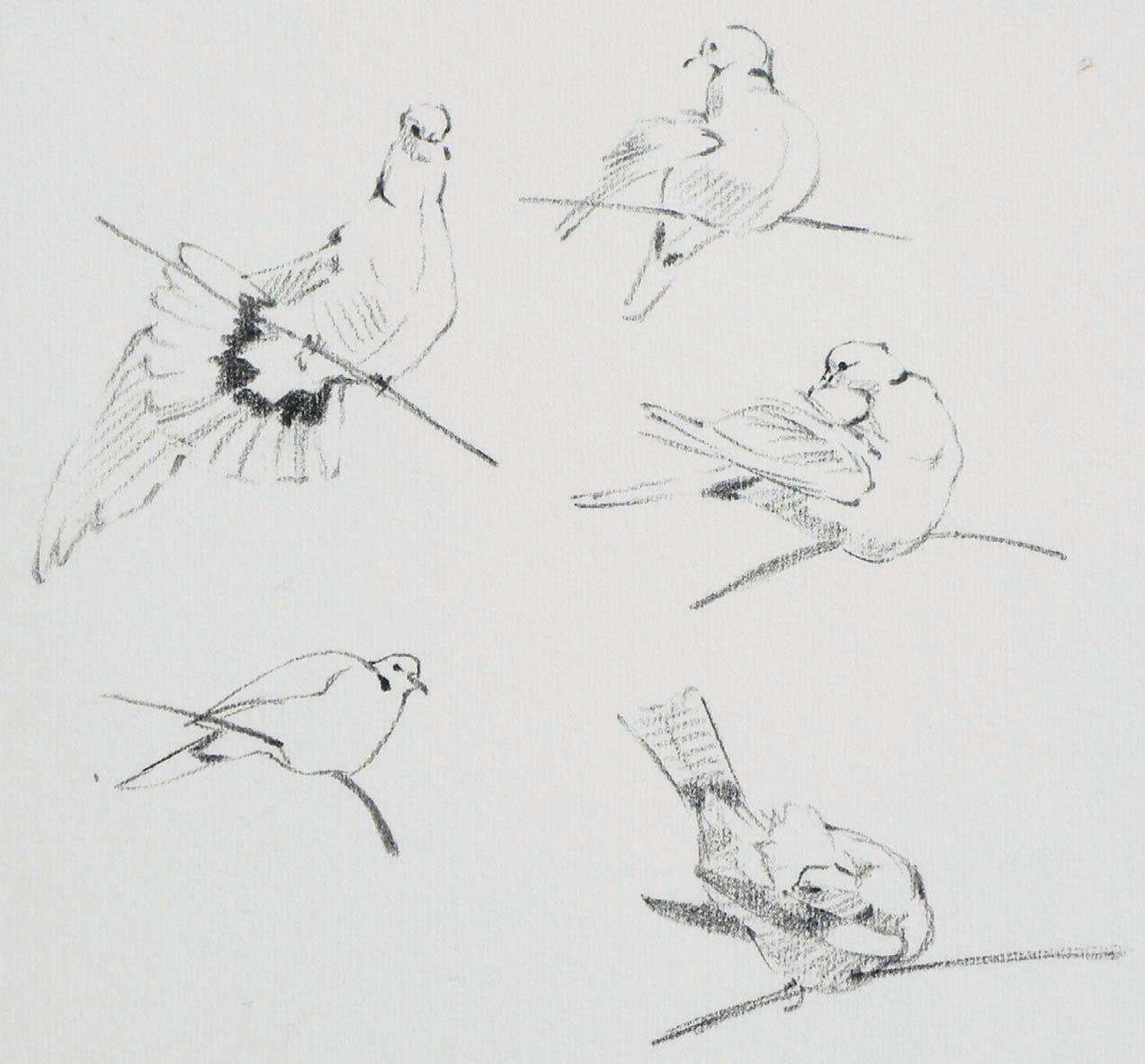 John Busby studies of collared doves Drawings made from the living bird as it - photo 7