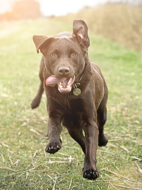 THE WOLF WITHIN Dogs are members of the large Canidae family which is divided - photo 6