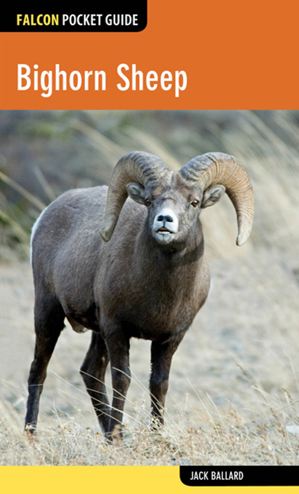 Bighorn Sheep A Falcon Pocket Guide - image 1