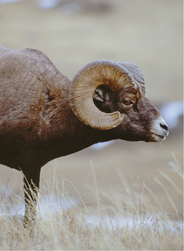 Bighorn sheep are named for the massive spiraling horns found on males of the - photo 5