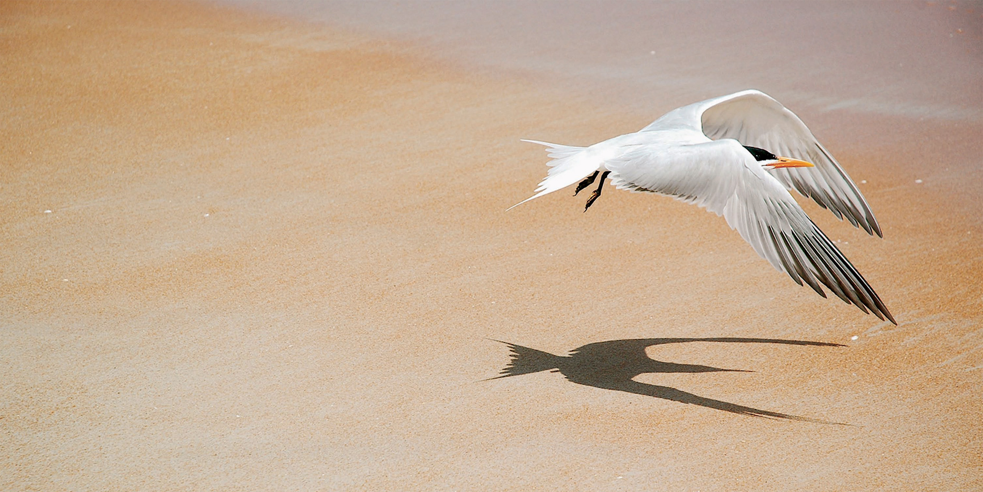 ABIGAIL EDEN SHAFFER A gull takes flight JODI COBB Florence Italy A woman - photo 4