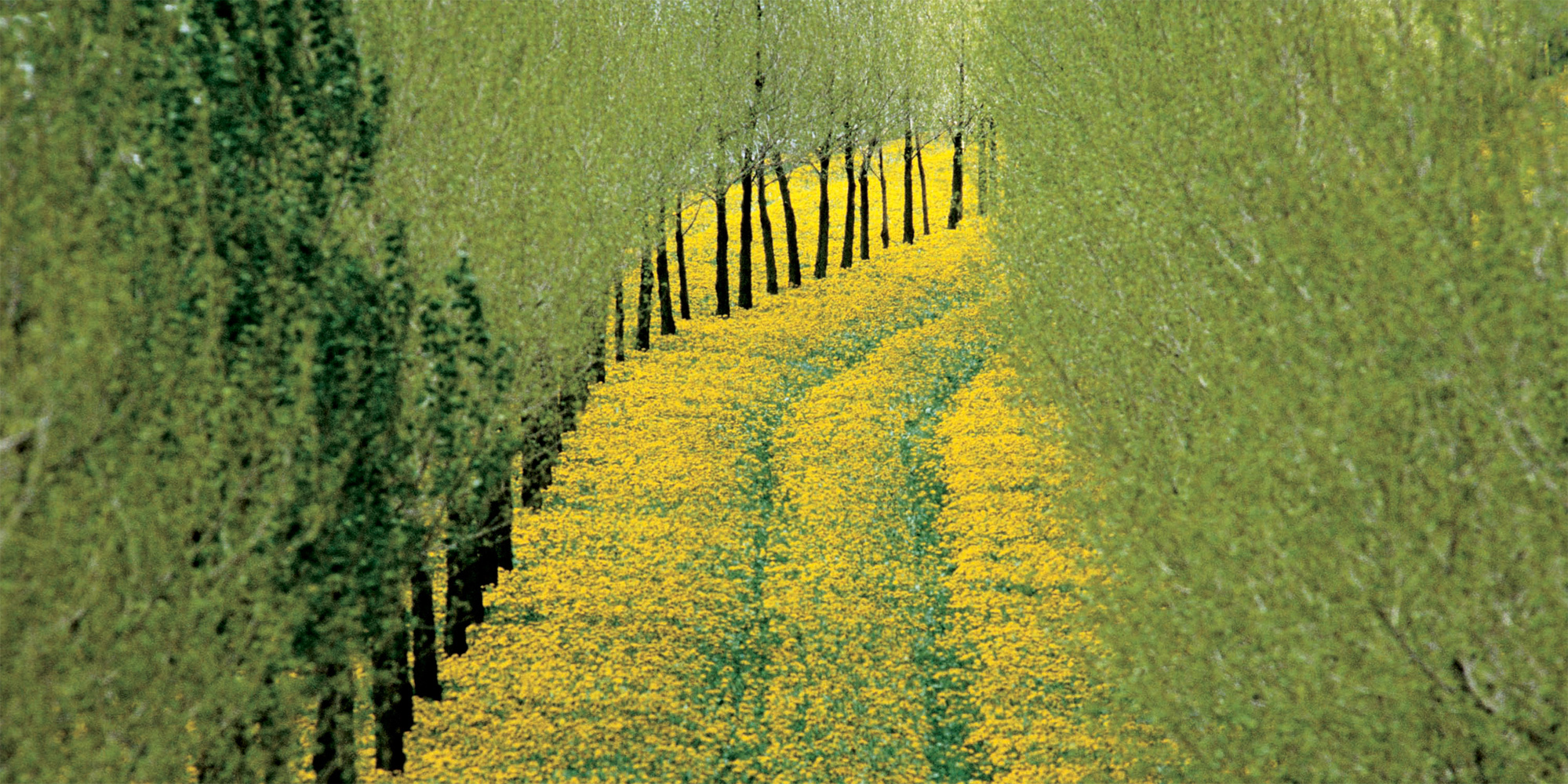 MARTIN KERS Netherlands Yellow flowers cover a tree-lined road JAMES P - photo 8