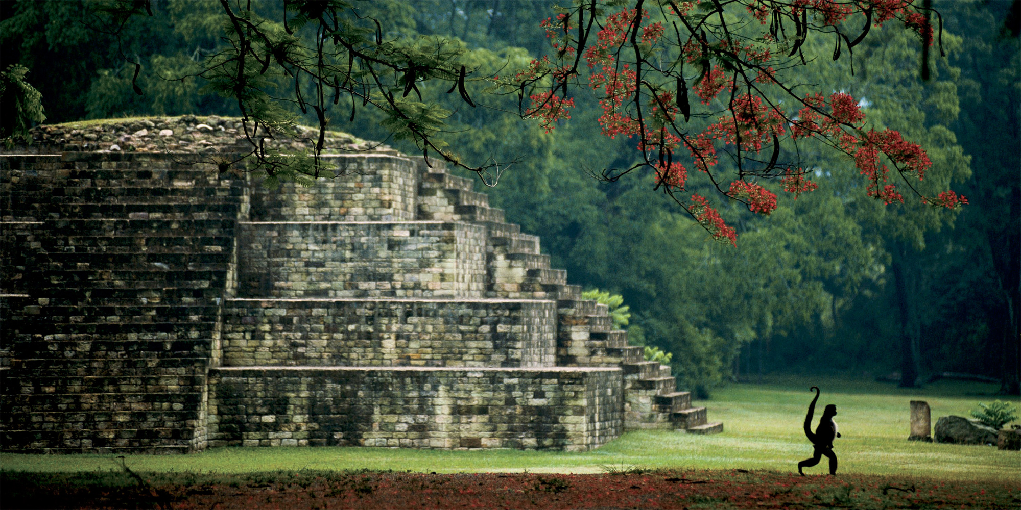 KENNETH GARRETT Copn Honduras A spider monkey walks past a Maya ruin PAUL - photo 20