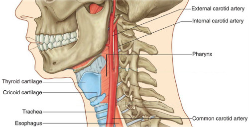 The carotid artery is on the left and right hand side of the windpipe and the - photo 1