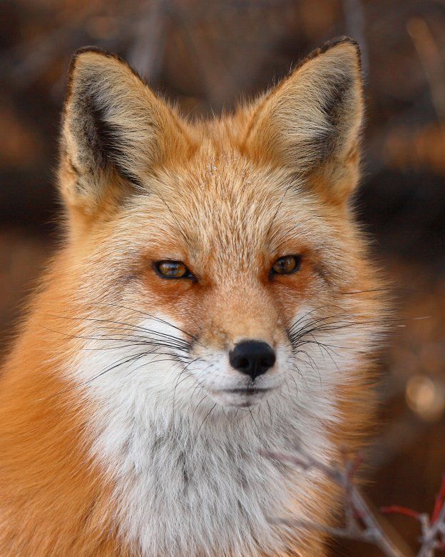 Red Fox in Winter Ruff Dedicated to Elizabeth Powell and Ingwe For living - photo 1