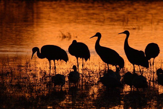 Sandhill Crane Flock Silhouetted at Sunset Bobcat Surrounded by Pine - photo 3