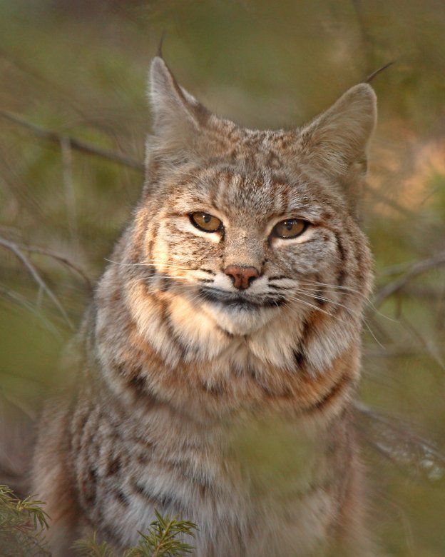 Bobcat Surrounded by Pine Gold Hill Colorado 400mm ISO 100 Evaluative - photo 4