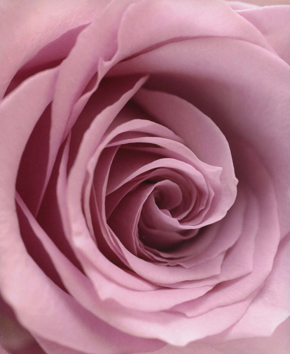 In this close-up picture of a rose the structure of the centre petals has a - photo 1