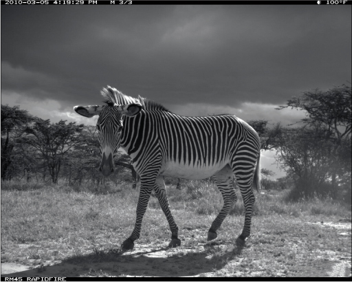 An endangered Grvys zebra is caught on camera on a hot day in Kenya Text at - photo 5