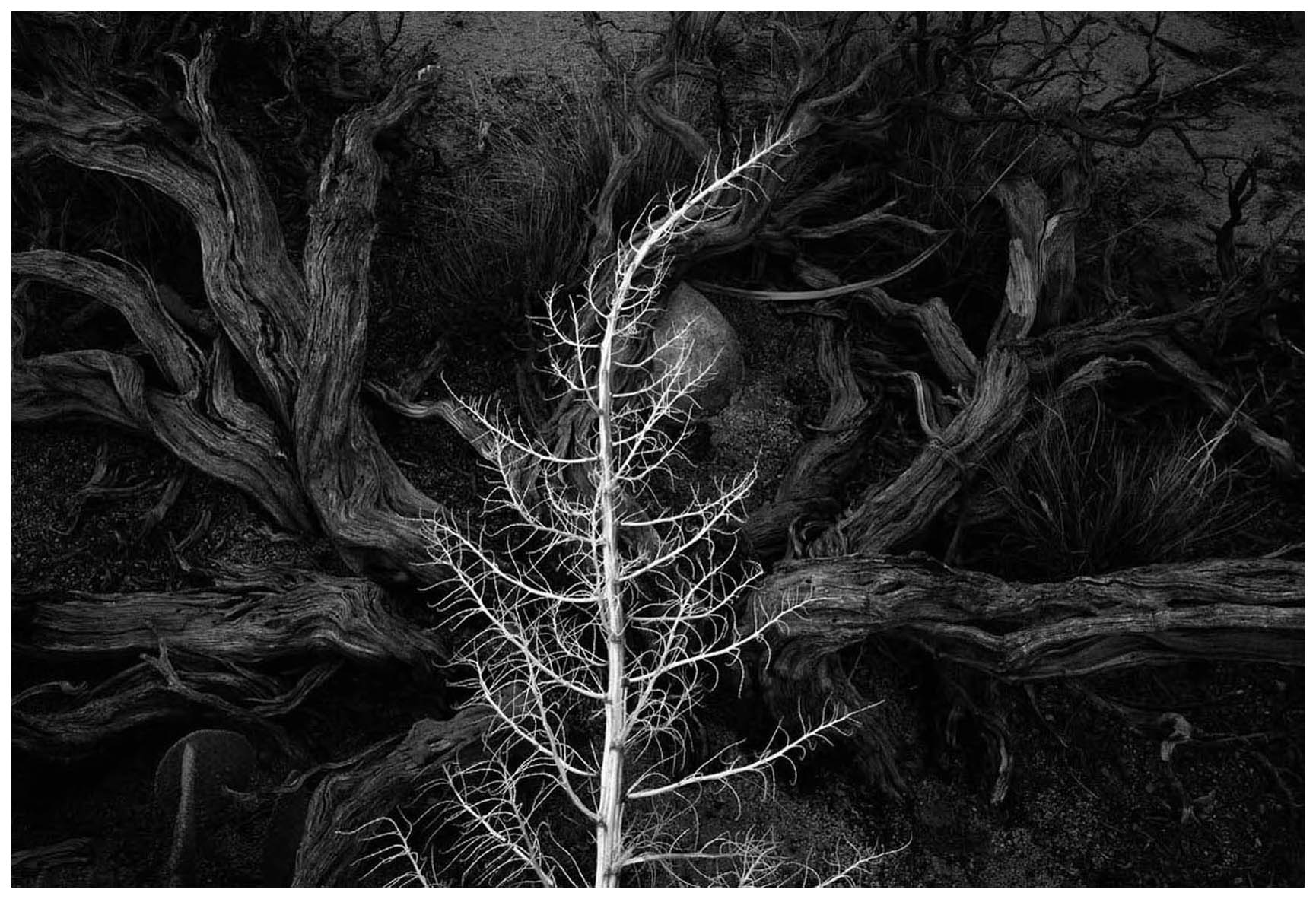 C huck Kimmerle is a black white fine-art landscape photographer based out of - photo 4