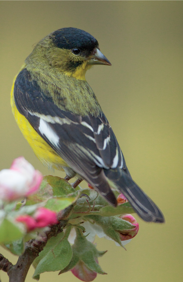 Goldfinch on blossom next to a tube feeder CHAPTER 1 The Best Camera and - photo 5