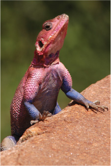 Lizards like this agama are part of the ancestral group from which snakes and - photo 4