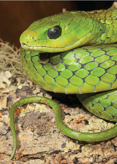 Snakes may range over large areas as they search for prey Lizards however - photo 5