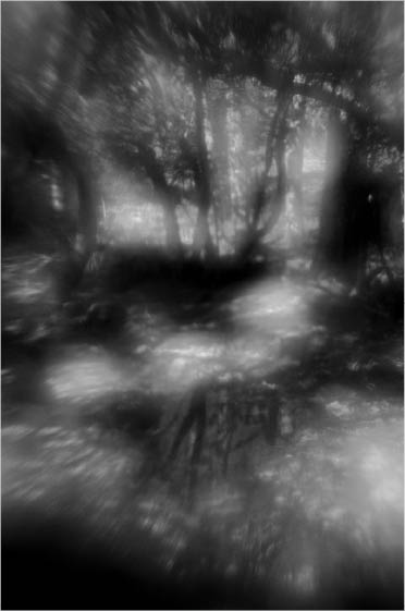 This intentionally soft focus effect of sunlight in a forest glade was created - photo 3