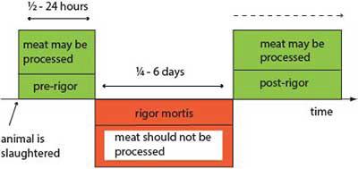 Fig 11 Effect of rigor mortis Times for onset and resolution of rigor - photo 2