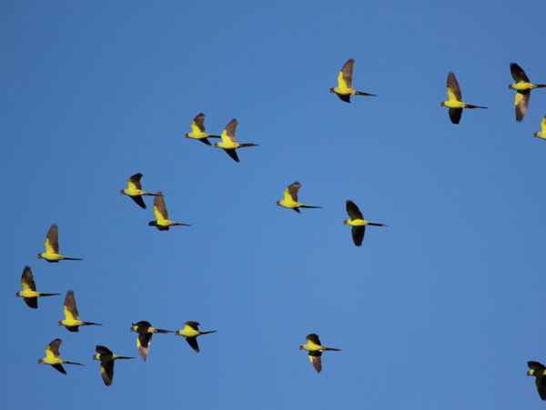 Nanday Parakeets The very idea of a bird is a symbol and a suggestion to the - photo 14