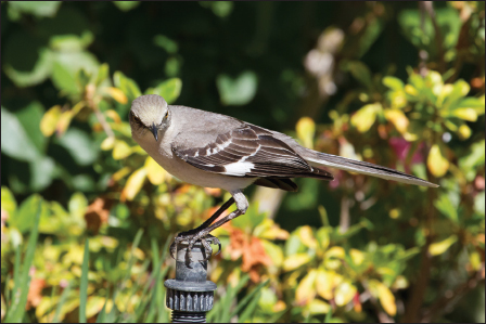 Northern Mockingbird on sprinkler head Hooded Oriole Mourning Dove - photo 18