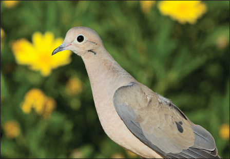 Mourning Dove Bushtit at birdbath Hoskings story gives me inspiration - photo 20