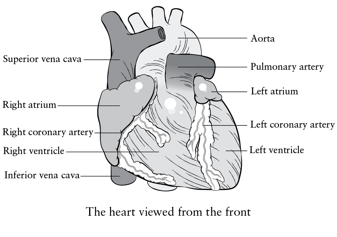 Whats so fascinating about the human heart is its movement the rhythm and - photo 3