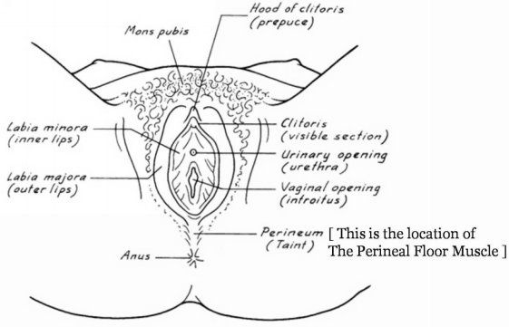 Method This method includes lightly pressing the pelvic floor muscle Lie - photo 5