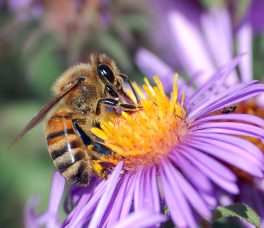 Honey bees haveto solve this kind of problem routinely If they dont get it - photo 1