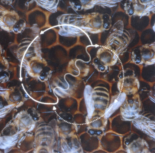 A waggle run oriented 45 to the right of up on thevertical comb indicates a - photo 2