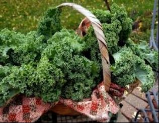 Up until recently this type of kale was by far the most commonly found and was - photo 2