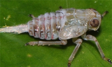 Photo of the Isus Nymph via Creative Commons As a University of Cambridge - photo 1