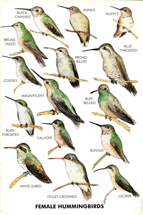 Page i Hummingbirds A Wildlife Handbook Kim Long SCIENTIFIC - photo 3