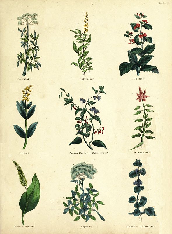 PLATE 1 Alexander Agrimony Alkanet Allheal Amara Dulcis or Bitter Sweet - photo 3