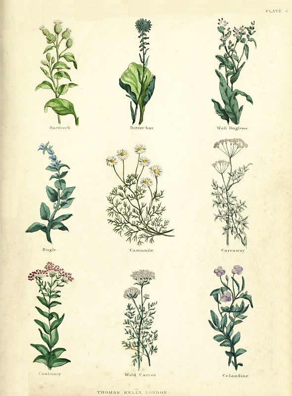 PLATE 4 Burdock Butter-bur Wall Bugloss Bugle Camomile Carraway - photo 6