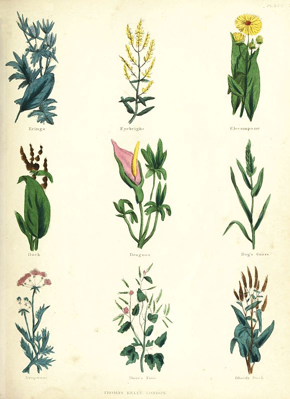 PLATE 7 Eringo Eyebright Elecampane Dock Dragons Dogs Grass Dropwort - photo 9