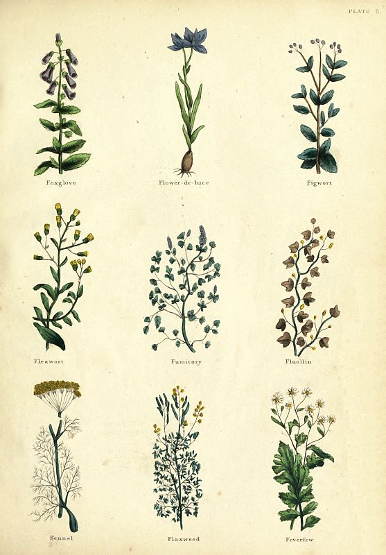 PLATE 8 Foxglove Flower-de-luce Figwort Fleawort Fumitory Fluellin - photo 10