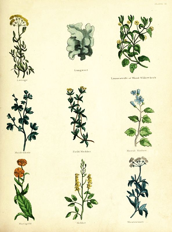 PLATE 12 Lovage Lungwort Loosestrife or Wood Willow-herb Maidenhair - photo 14