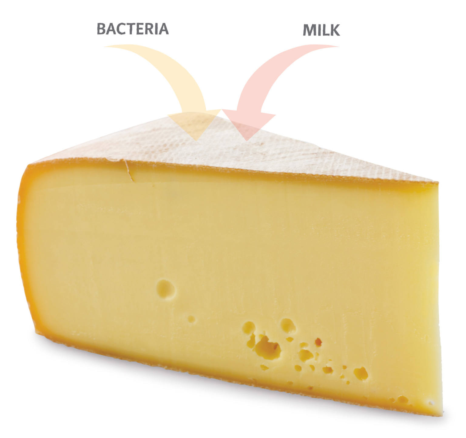 The importance of a starter A starter is the culture bacteria yeast or mold - photo 7