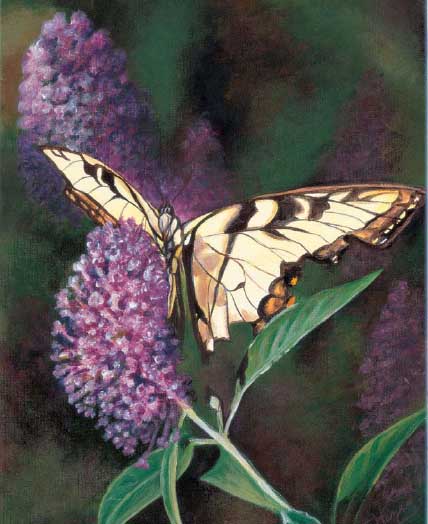 Tiger Swallowtail on a Butterfly Bush 16 12 41cm 30cm D ONT G IVE U P - photo 13