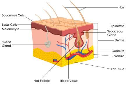 The outermost layer of the skin is called the epidermis The next layer is the - photo 3