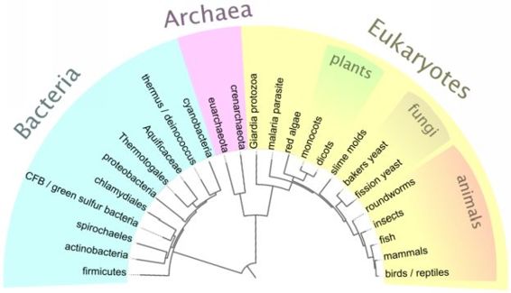 Abbreviated History of Microbiology At the start of the development of - photo 5