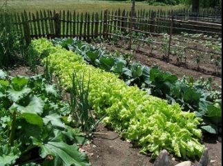 Plan where you want to set up your organic garden You have endless options if - photo 7