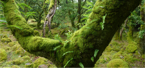 What Nature Does For Britain - image 2