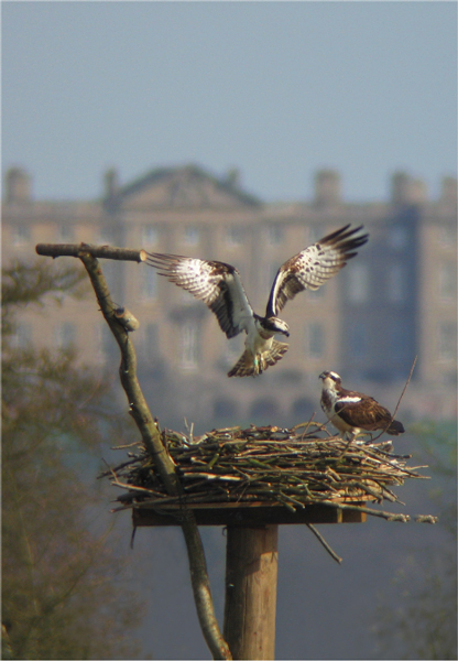 The Rutland ospreys a national asset Preface What Nature Does For Britain - photo 4
