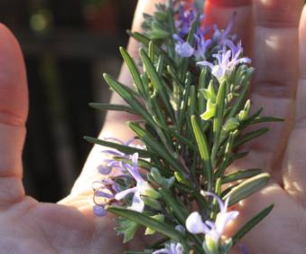 For a better world and a better life Introduction 30 Ways to use Rosemary - photo 4