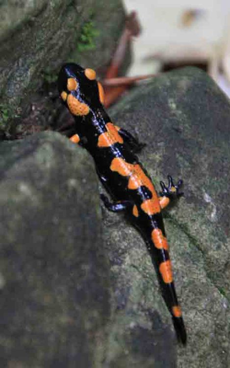 The spots on this little salamander appear to have been playfully dabbed on - photo 1