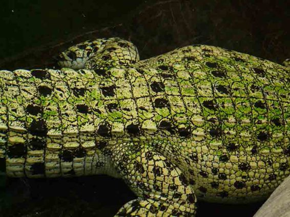The camouflaged pattern of this saltwater crocodile helps to keep him hidden - photo 2